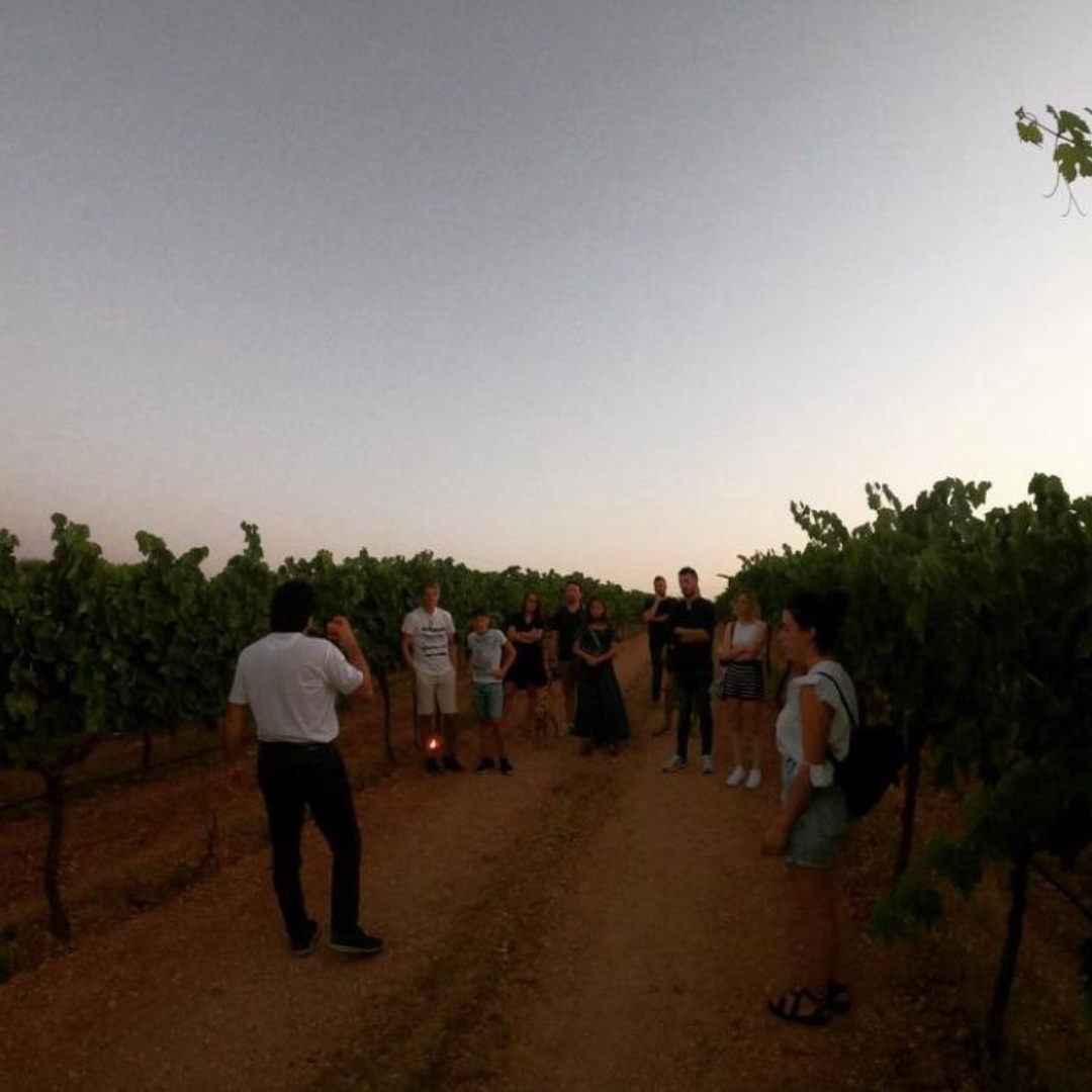 Dettaglio Foto Degustazione di vini in Azienda agricola Olimpia o in vigna